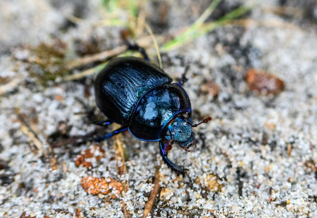 חיפושית זבל
